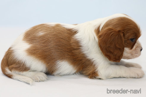 成約済の神奈川県のキャバリアキングチャールズスパニエル-248615の6枚目